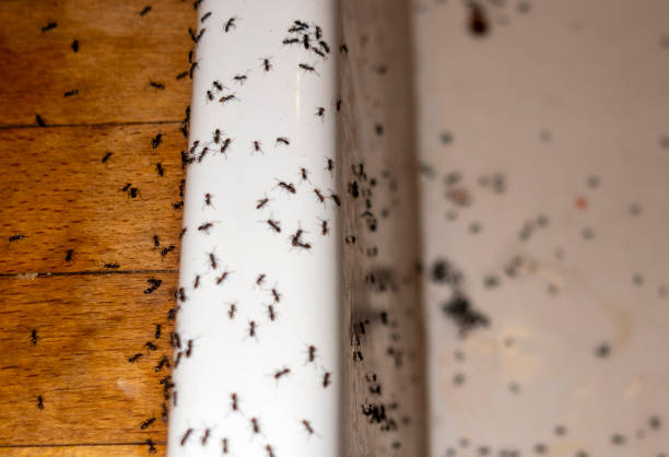 Best Termite Control Services  in Brown Deer, WI